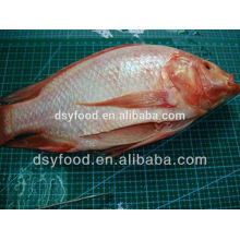 frozen whole round Red Tilapia